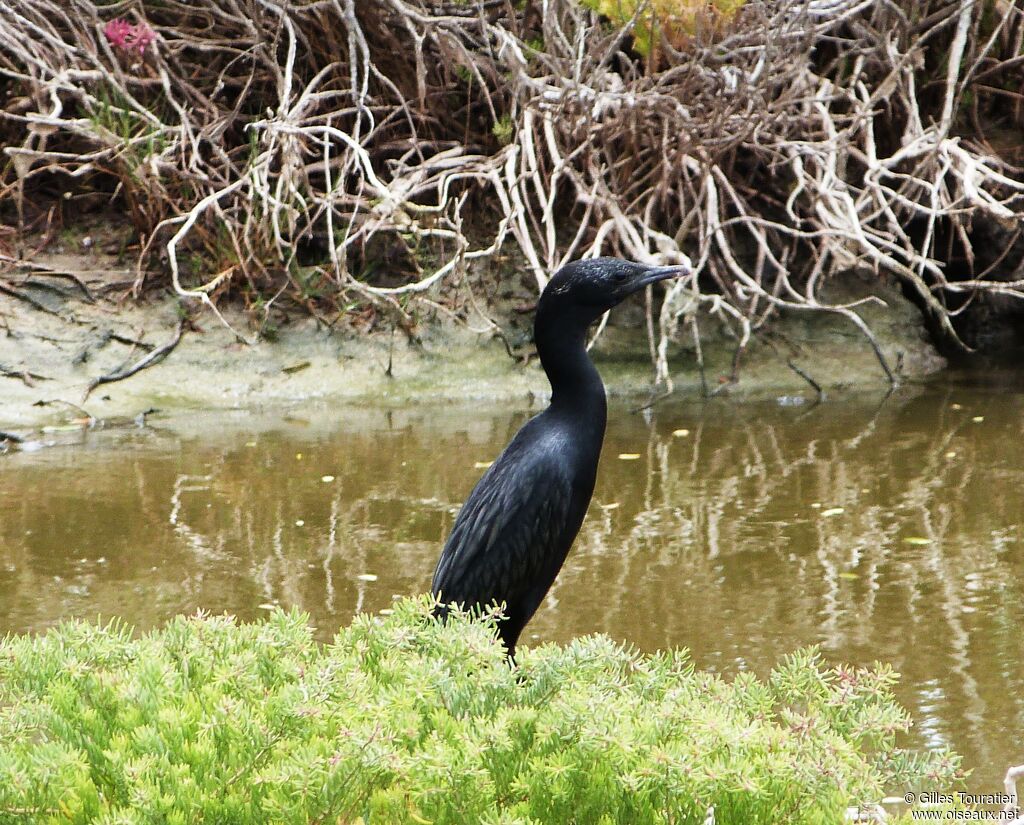 Cormoran de Vieillot