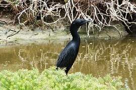 Cormoran de Vieillot