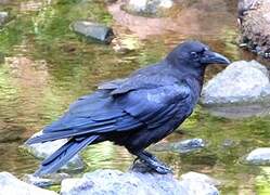 American Crow