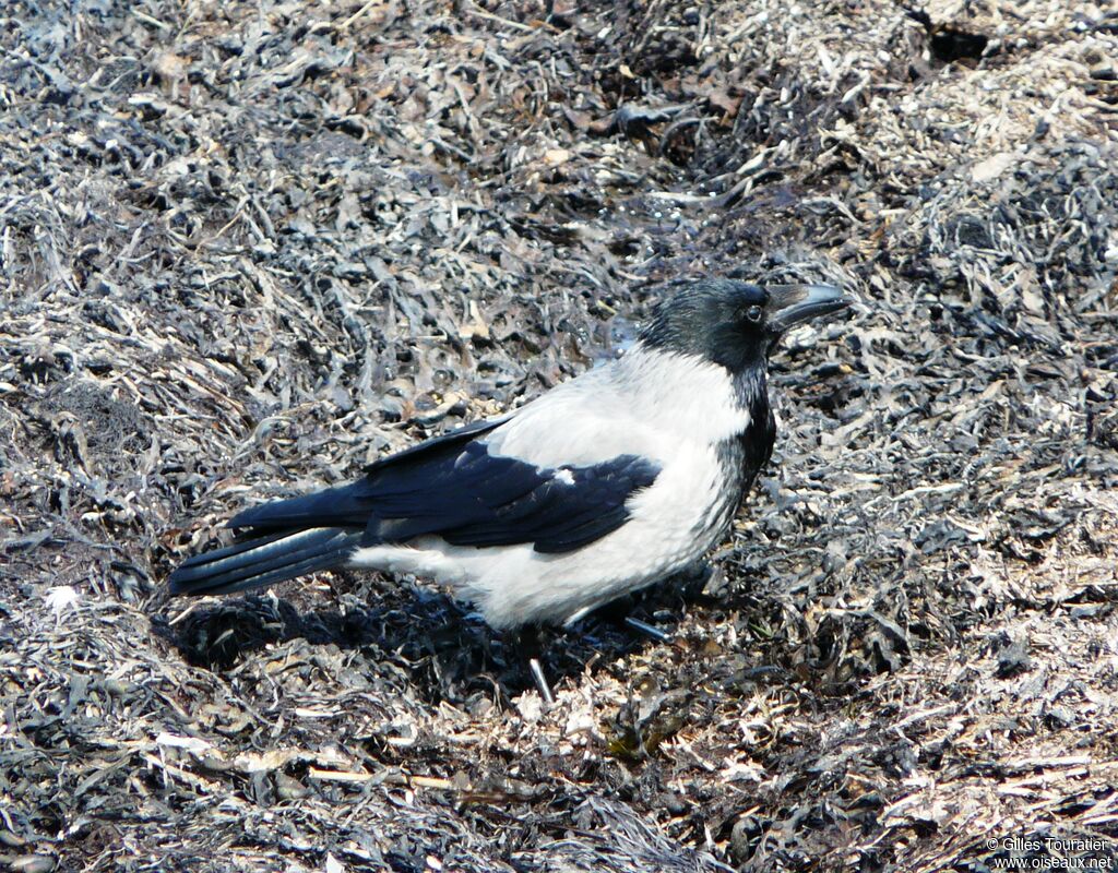 Hooded Crow