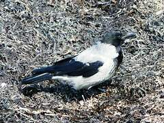 Hooded Crow