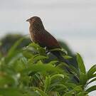 Coucal toulou