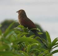 Malagasy Coucal