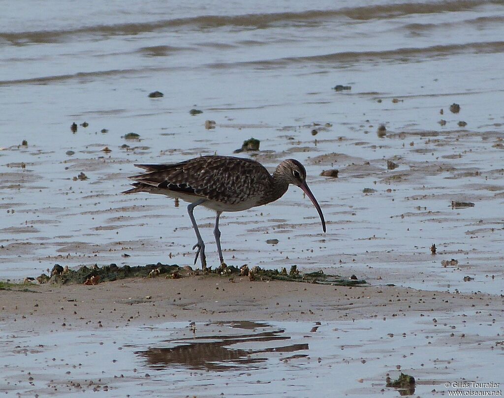 Whimbrel