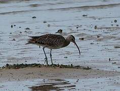 Eurasian Whimbrel