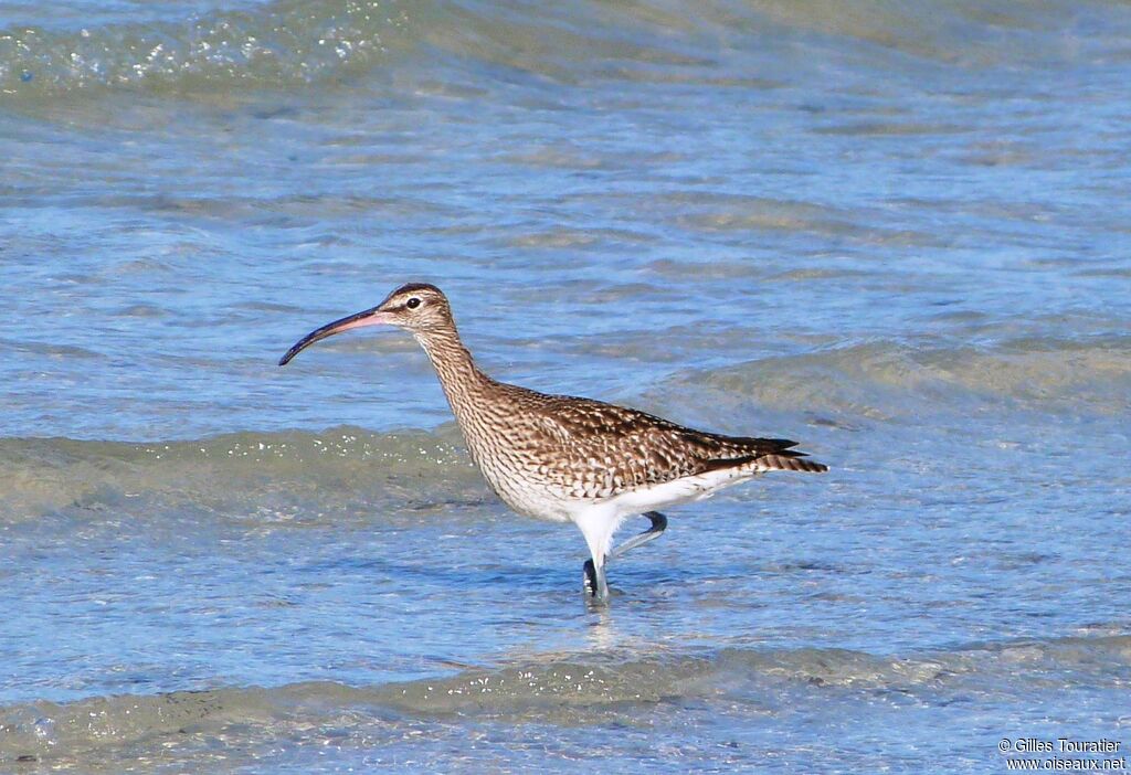 Eurasian Whimbrel