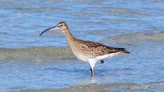 Eurasian Whimbrel