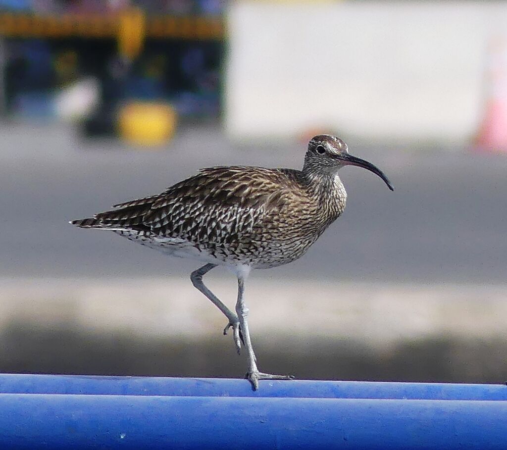 Eurasian Whimbrel