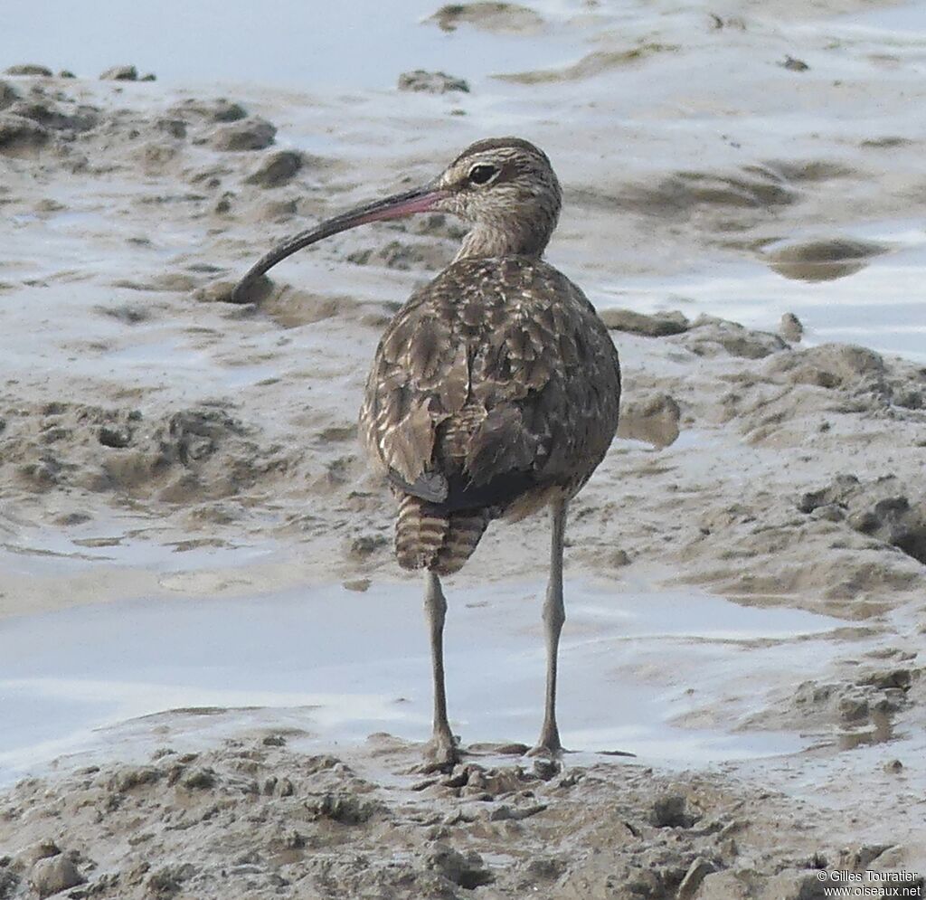 Whimbrel (hudsonicus)