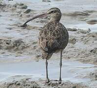 Hudsonian Whimbrel