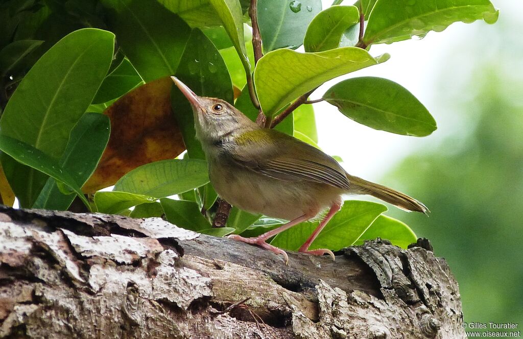 Common Tailorbird