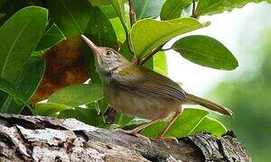 Common Tailorbird