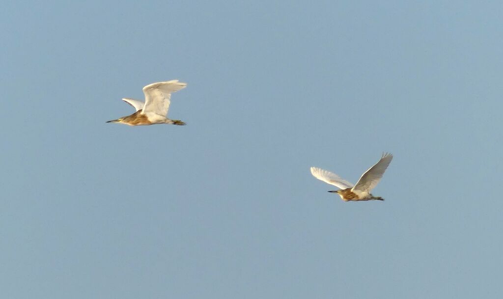 Squacco Heron