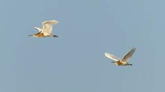 Squacco Heron