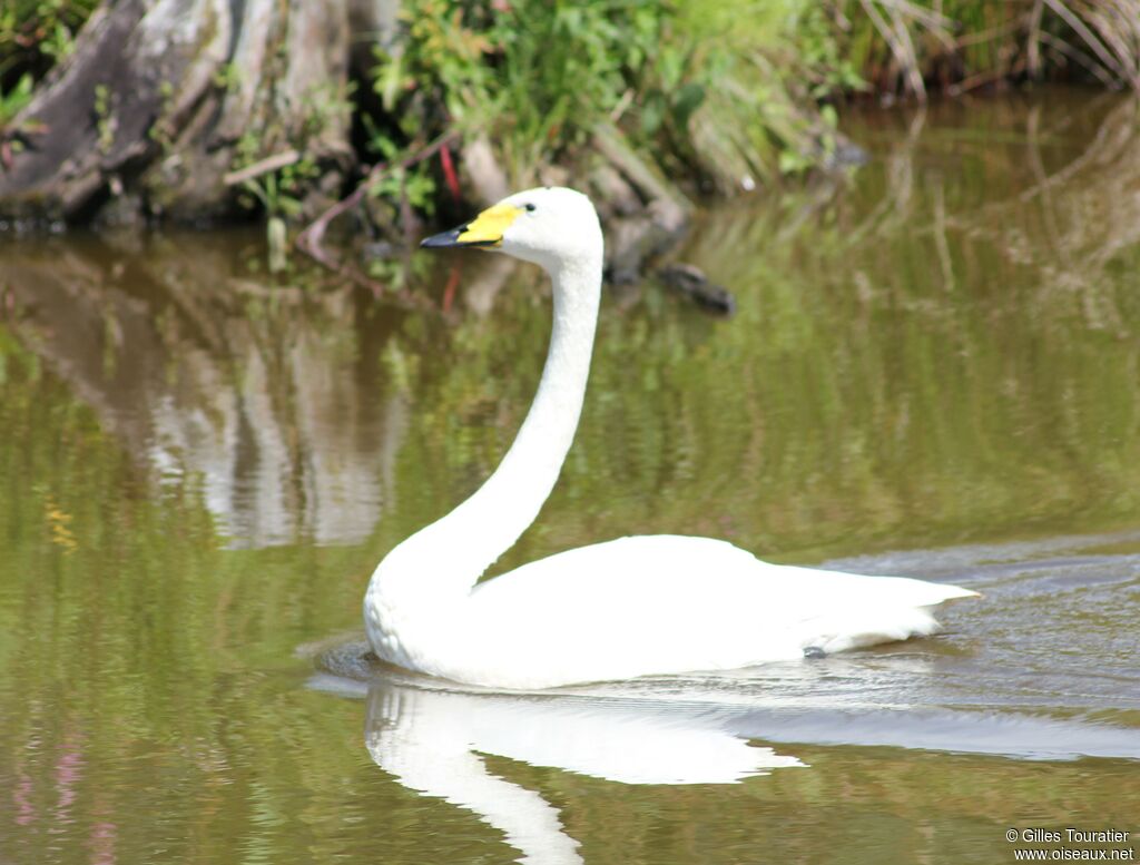 Cygne chanteur