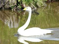 Whooper Swan