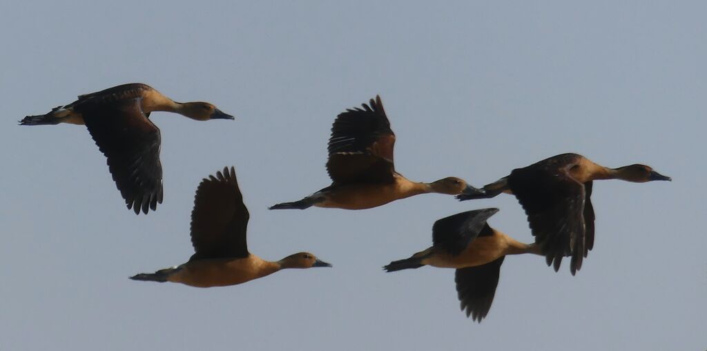 Fulvous Whistling Duck