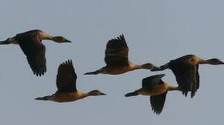 Fulvous Whistling Duck