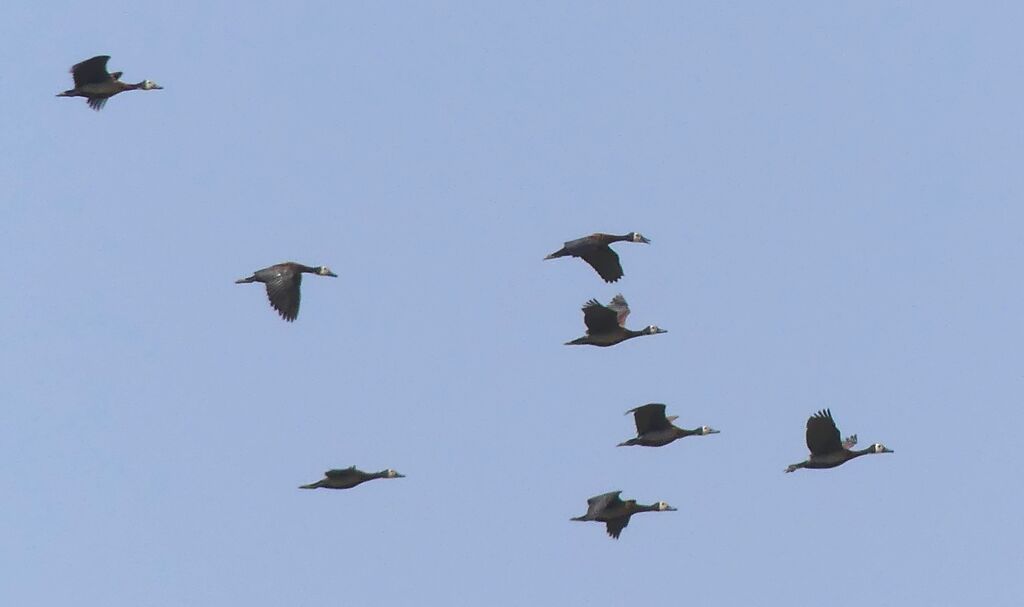 White-faced Whistling Duck