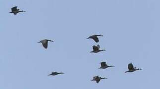 White-faced Whistling Duck