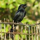 Drongo malgache