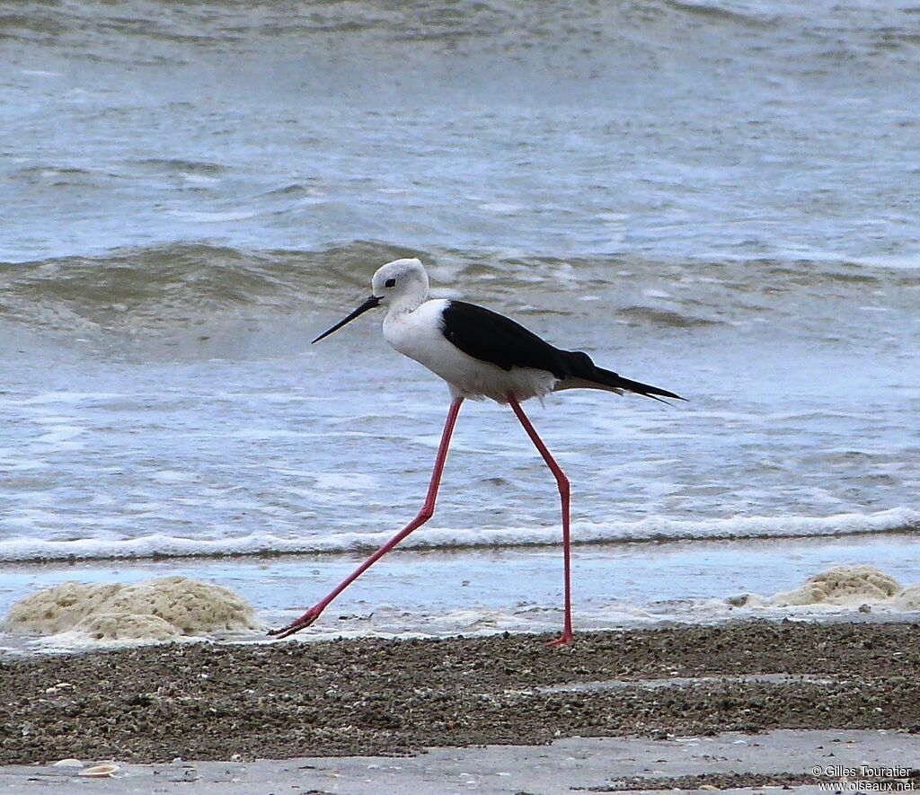 Black-winged Stilt