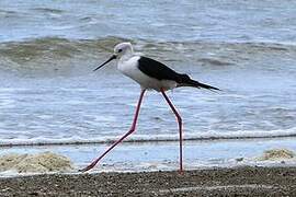 Black-winged Stilt