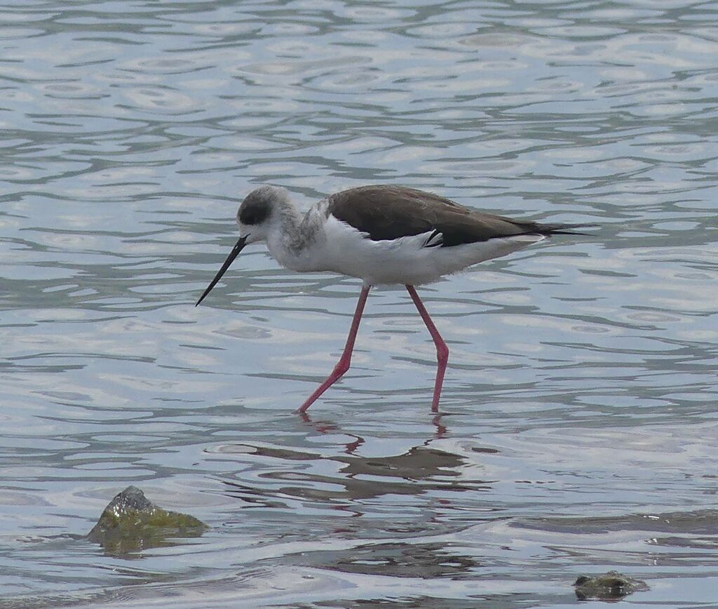 Black-winged Stilt