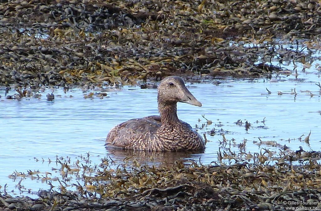 Common Eider