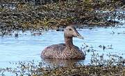 Eider à duvet