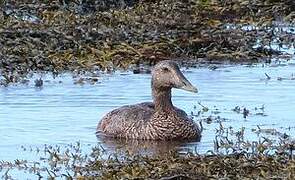 Common Eider