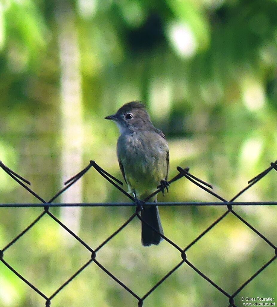 Yellow-bellied Elaenia