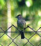 Yellow-bellied Elaenia