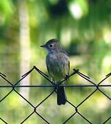 Yellow-bellied Elaenia