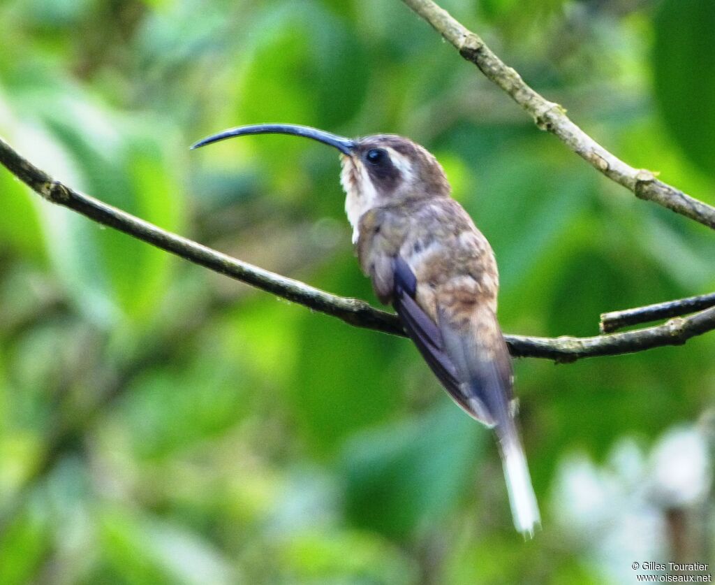 Long-billed Hermit