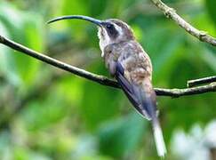 Long-billed Hermit