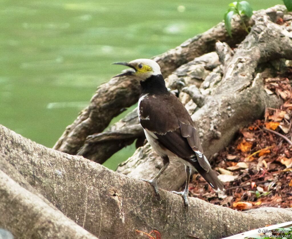 Black-collared Starling