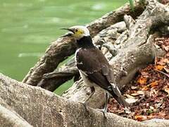 Black-collared Starling
