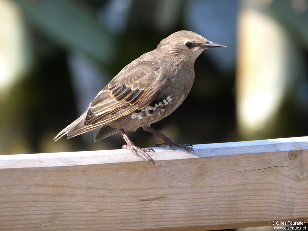 Common Starling