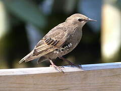 Common Starling