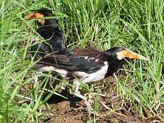 Siamese Pied Myna