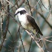 Northern White-crowned Shrike