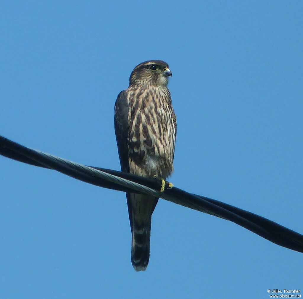 Merlin