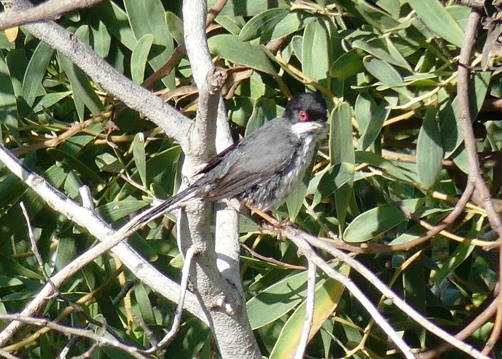 Fauvette mélanocéphale