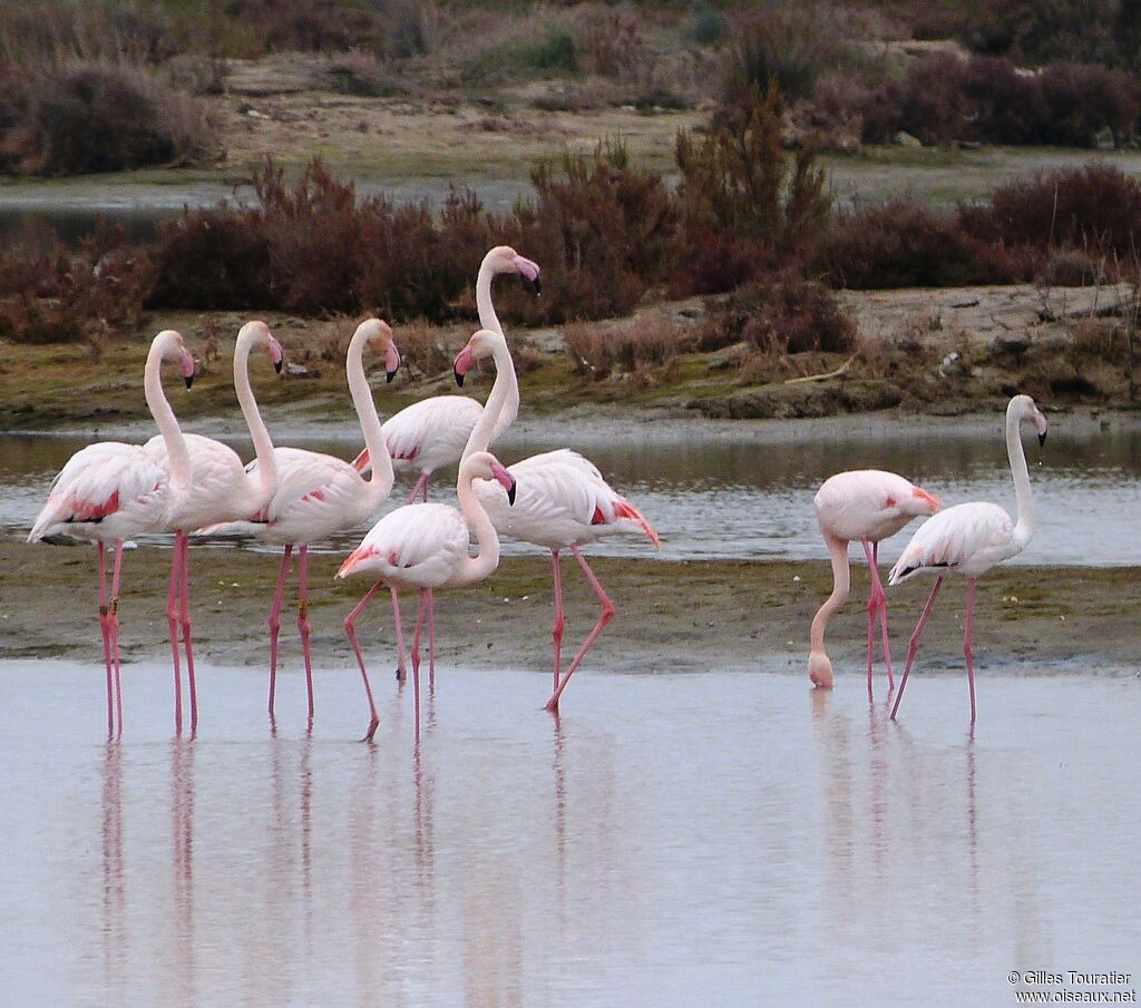 Greater Flamingo