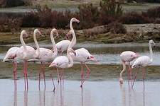 Flamant rose