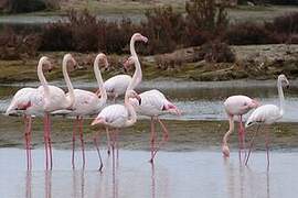 Greater Flamingo