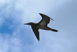 Brown Booby