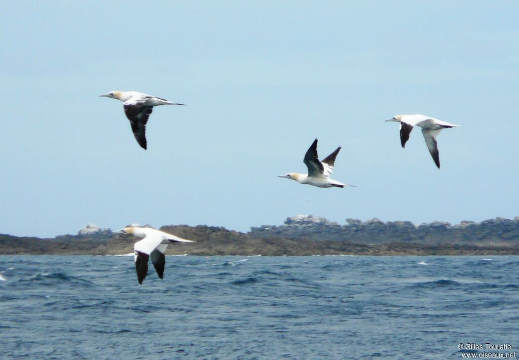 Northern Gannet