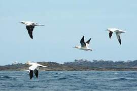 Northern Gannet